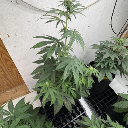 Oh kush - we’ll see