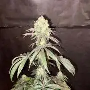 Oh kush - we’ll see