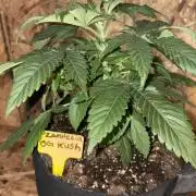 Oh kush - we’ll see