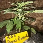 Royal dwarf