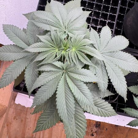 White widow