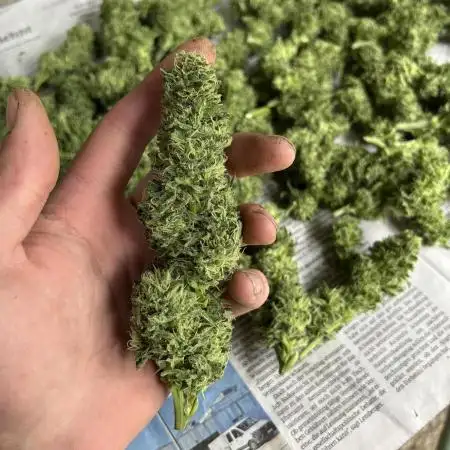 Outdoor grow Germany 2025
