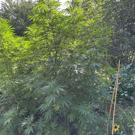 Outdoor grow Germany 2025