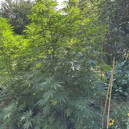 Outdoor grow Germany 2025