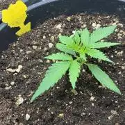 Tropicanna Poison F1 FF Mainline