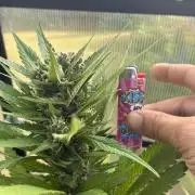Strawberry Gorilla Outdoor