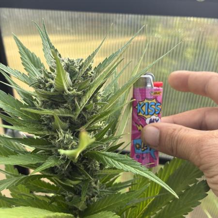 Strawberry Gorilla Outdoor