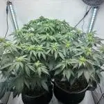 3 Cherry Poppers, mainlining,