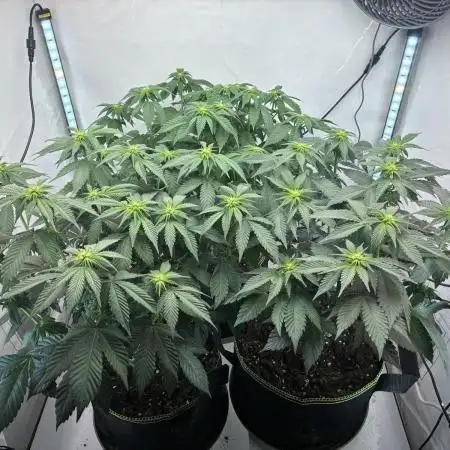 3 Cherry Poppers, mainlining,