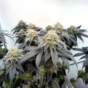 3 Cherry Poppers, mainlining,