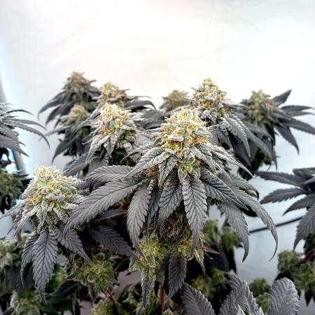 3 Cherry Poppers, mainlining,