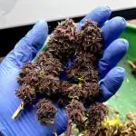Fast Buds Autos, Lemon Cherry Cookies & Frostbanger