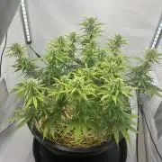 Tropicanna Poison F1 FF Mainline