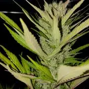 Strawberry Gorilla Outdoor, Germany