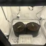 Fast Buds Autos, Lemon Cherry Cookies & Frostbanger