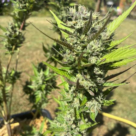 Strawberry Gorilla Outdoor, Germany