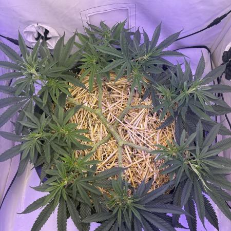 Tropicanna Poison F1 FF Mainline