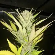 Strawberry Gorilla Outdoor, Germany