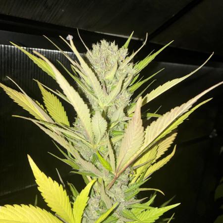 Strawberry Gorilla Outdoor, Germany