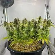 Tropicanna Poison F1 FF Mainline