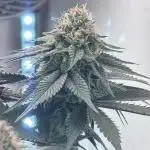 3 Cherry Poppers, mainlining,