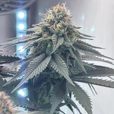 3 Cherry Poppers, mainlining,