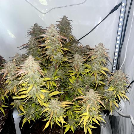 Fast Buds Autos, Lemon Cherry Cookies & Frostbanger