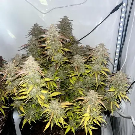 Fast Buds Autos, Lemon Cherry Cookies & Frostbanger
