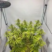 Tropicanna Poison F1 FF Mainline