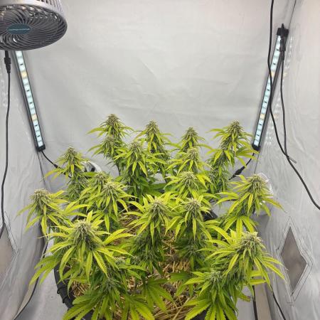 Tropicanna Poison F1 FF Mainline