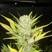 Strawberry Gorilla Outdoor, Germany
