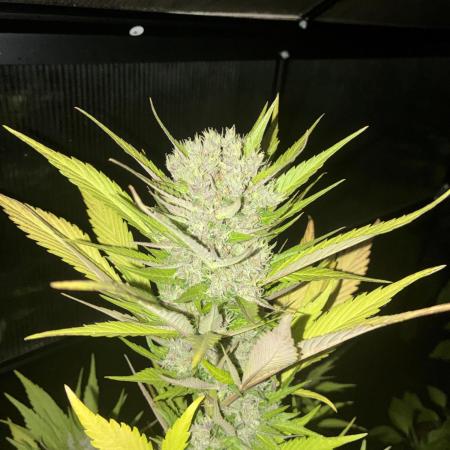 Strawberry Gorilla Outdoor, Germany