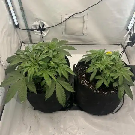 Fast Buds Autos, Lemon Cherry Cookies & Frostbanger