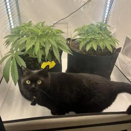 Fast Buds Autos, Lemon Cherry Cookies & Frostbanger