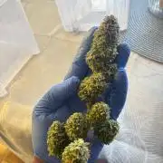 Tropicanna Poison F1 FF Mainline