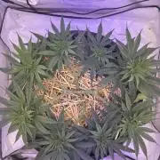 Tropicanna Poison F1 FF Mainline
