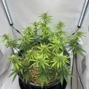 Tropicanna Poison F1 FF Mainline