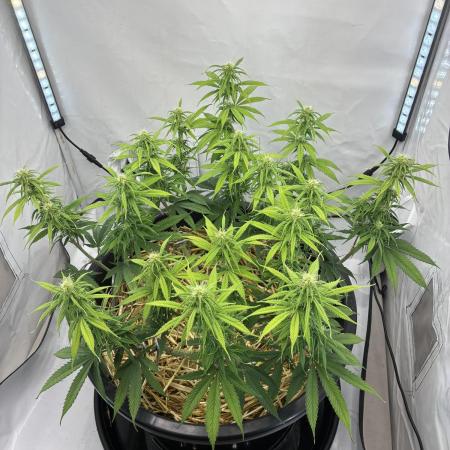 Tropicanna Poison F1 FF Mainline