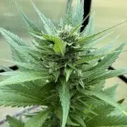 Strawberry Gorilla Outdoor
