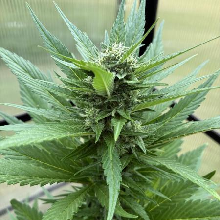 Strawberry Gorilla Outdoor