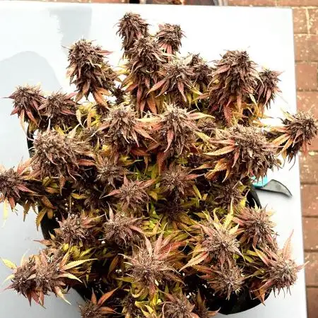 Fast Buds Autos, Lemon Cherry Cookies & Frostbanger