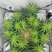 Tropicanna Poison F1 FF Mainline