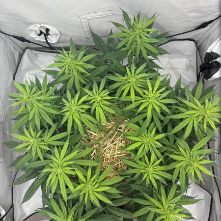 Tropicanna Poison F1 FF Mainline