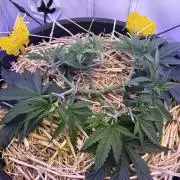 Tropicanna Poison F1 FF Mainline
