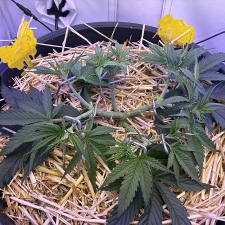 Tropicanna Poison F1 FF Mainline