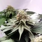 3 Cherry Poppers, mainlining,