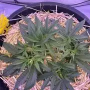 Tropicanna Poison F1 FF Mainline