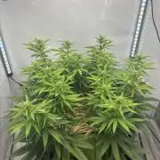 Tropicanna Poison F1 FF Mainline