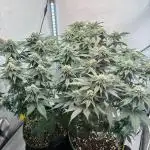 3 Cherry Poppers, mainlining,