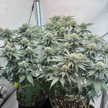 3 Cherry Poppers, mainlining,